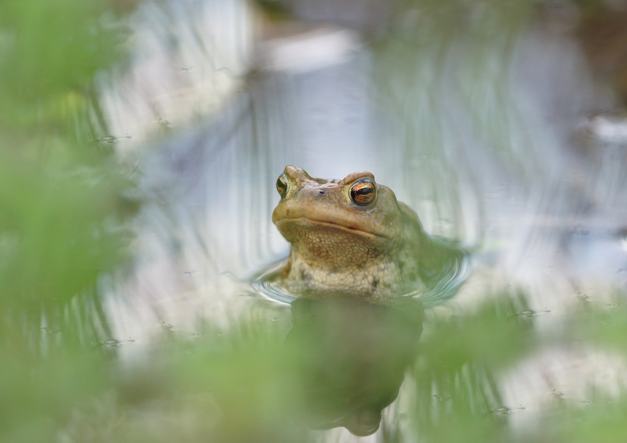 groom male pool free photo