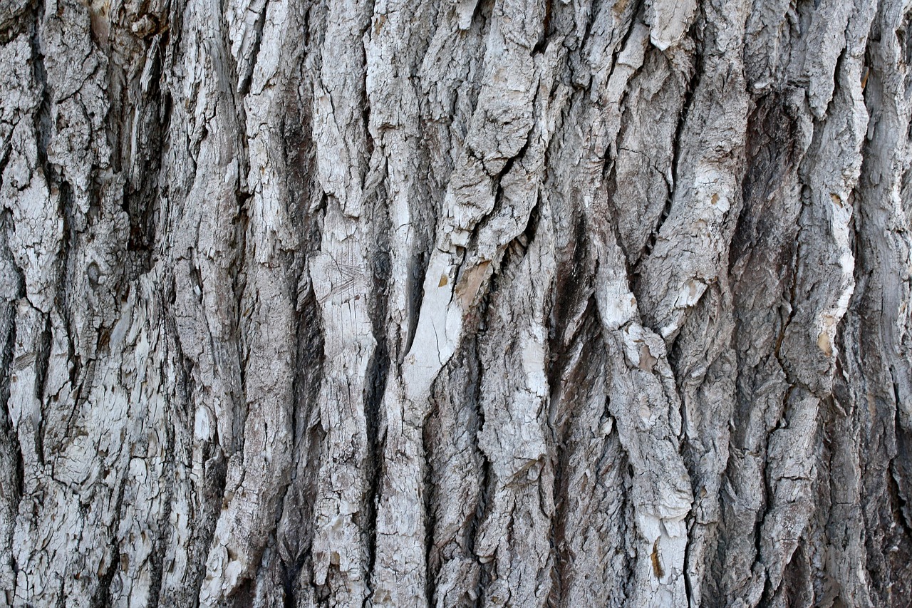 grooved pine bark old tree plant free photo