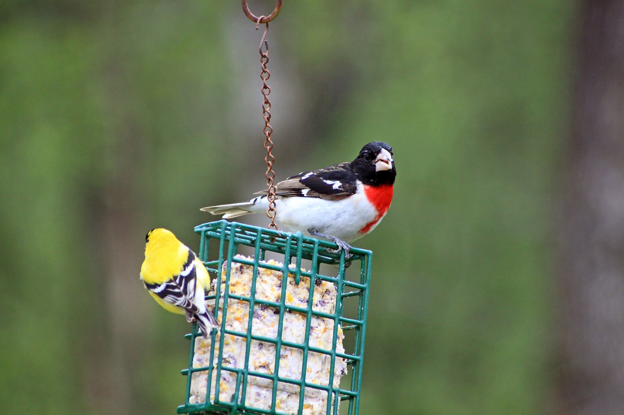 gross beak finch suet free photo