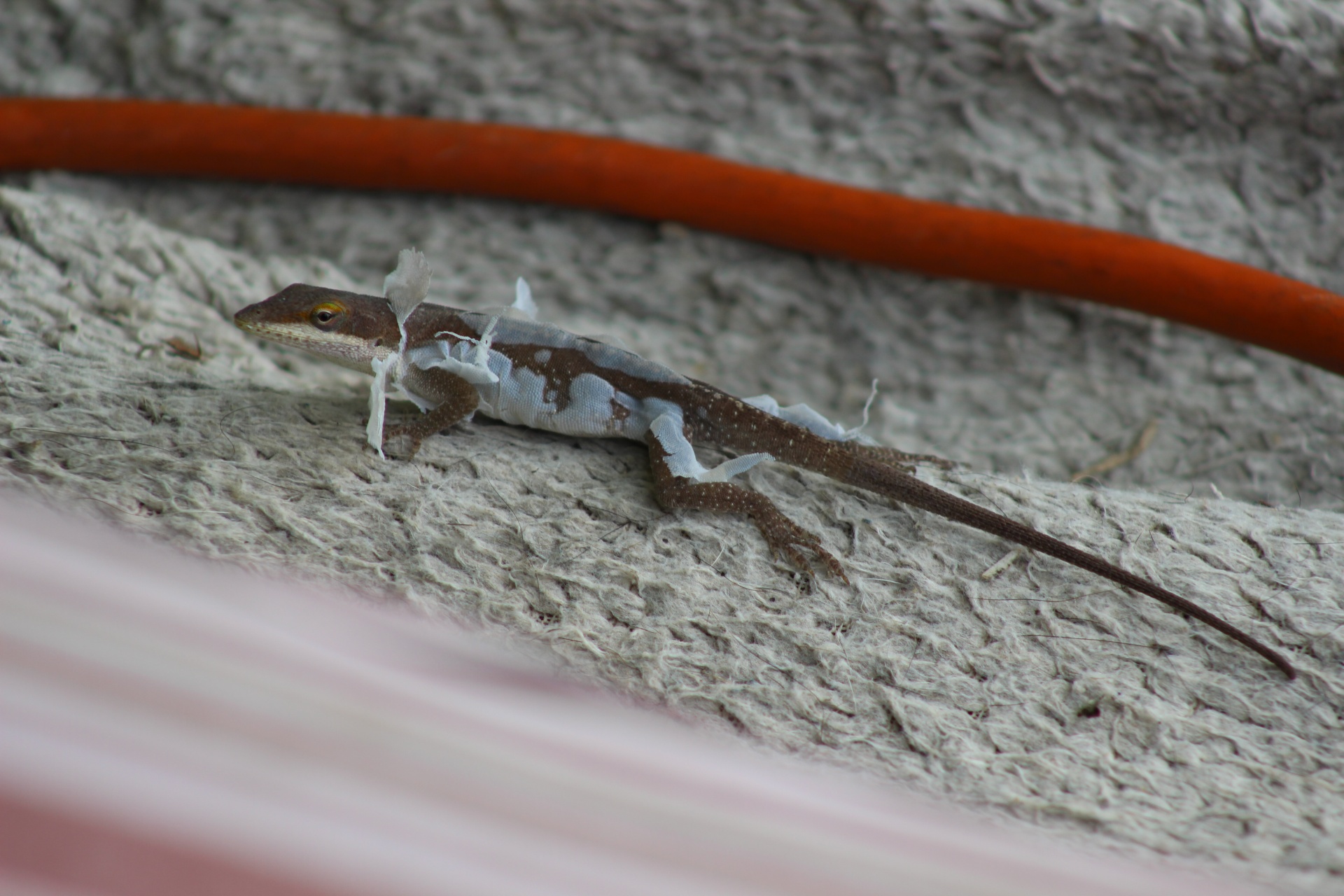 brown green anole free photo