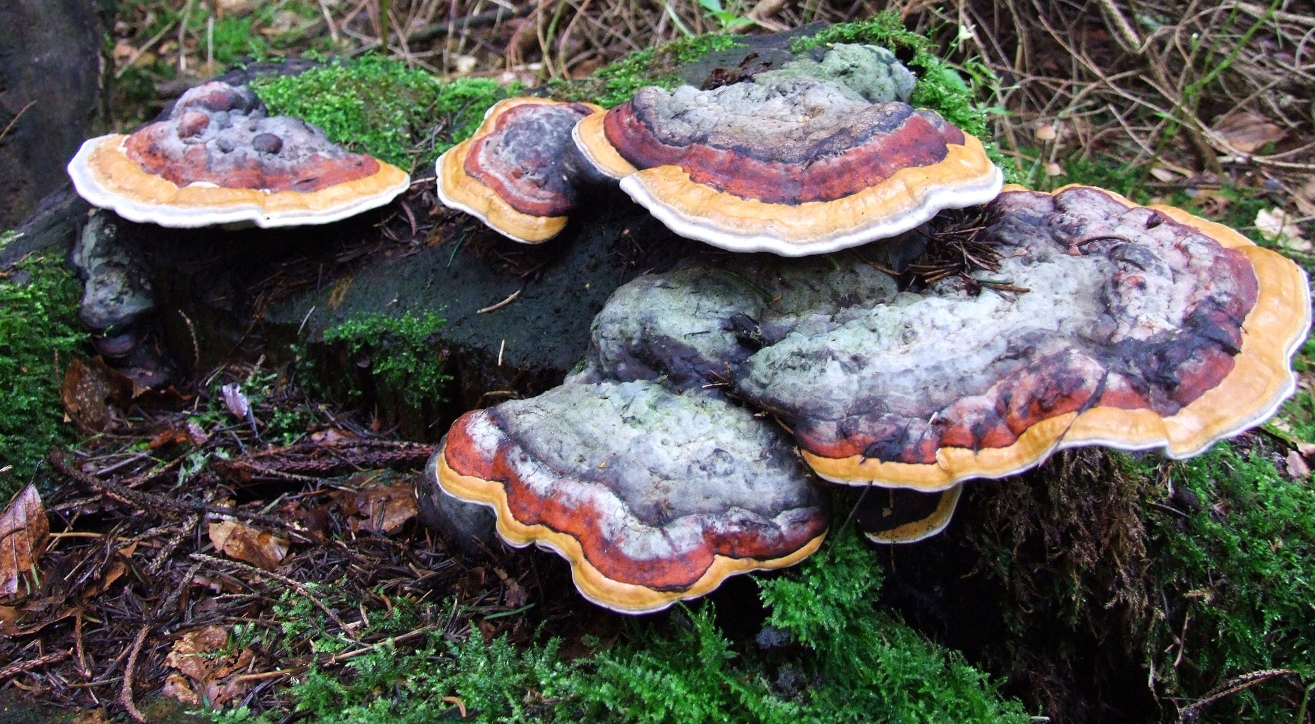 mushrooms tree mushroom pine forest free photo