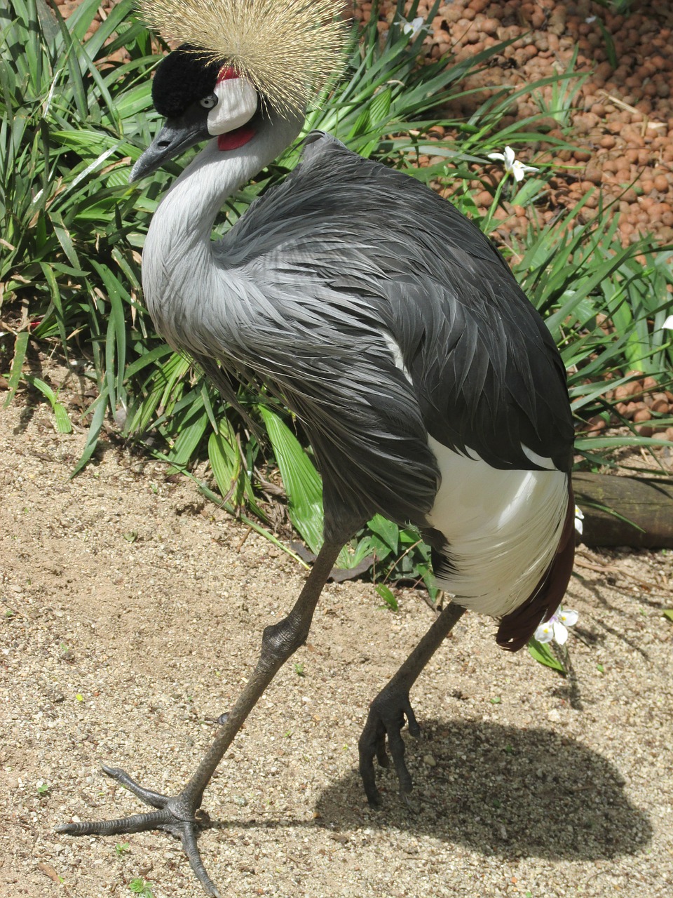 grou bird straddle free photo