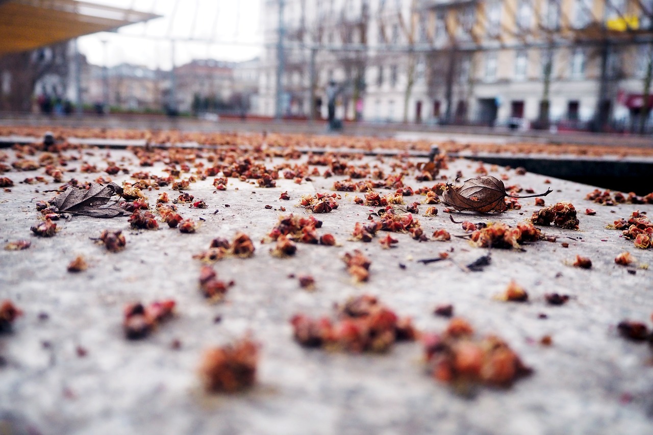 ground leaf fall free photo