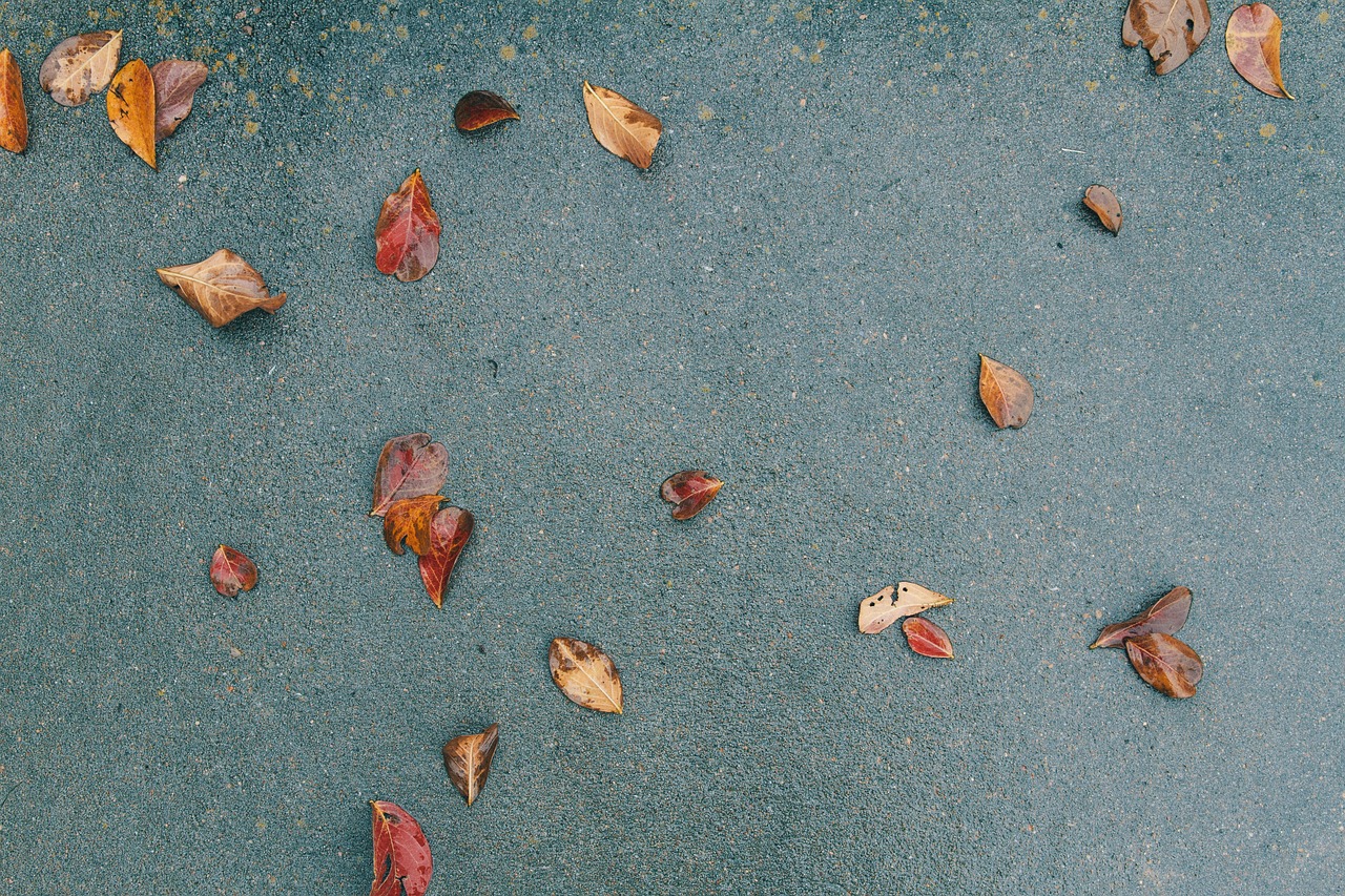 ground pavement leaves free photo