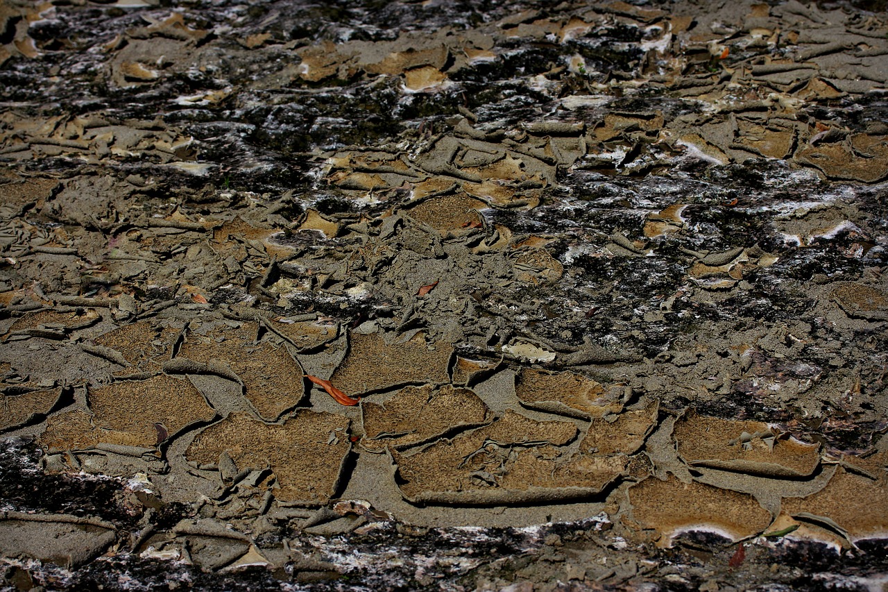 ground arid cracked free photo