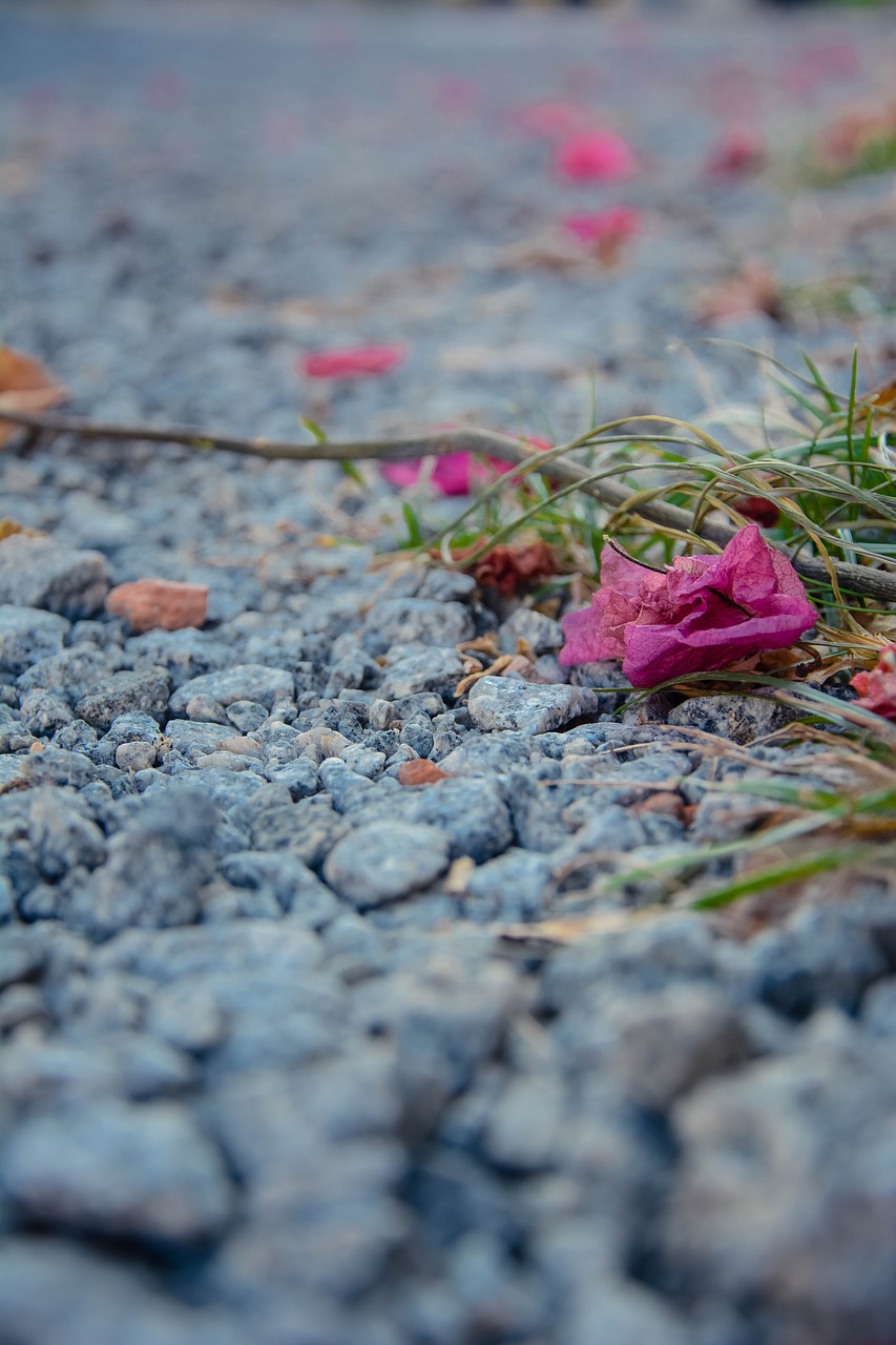 ground flower flowers free photo