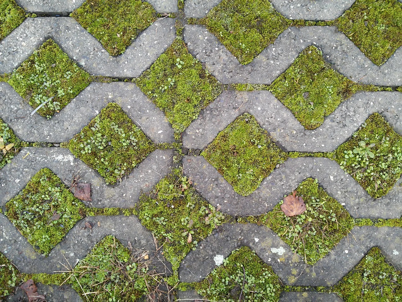 ground squares moss free photo