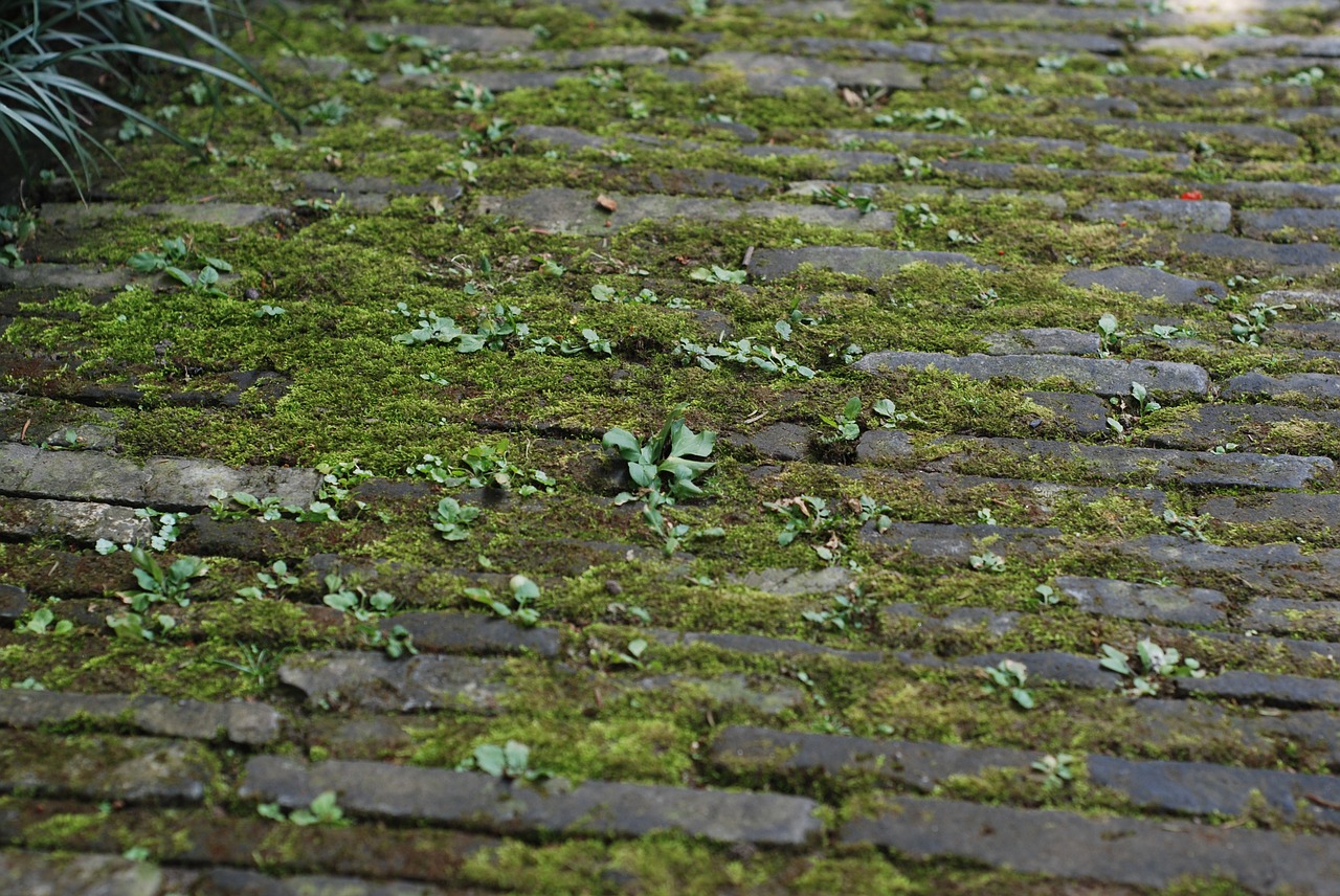 ground moss brick free photo