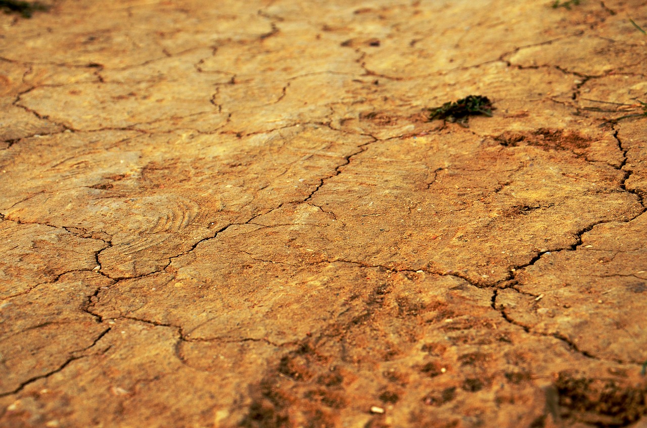 ground bronze golden free photo