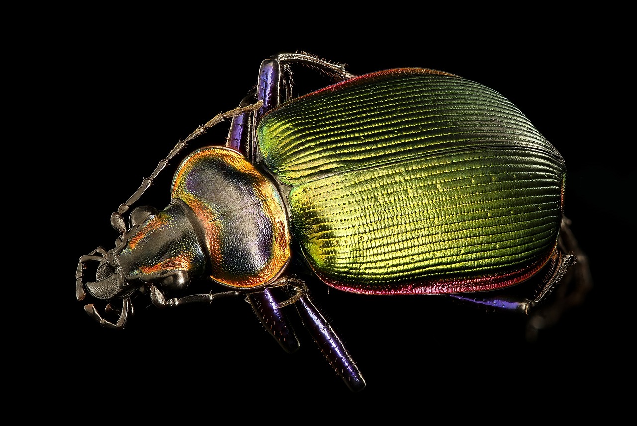 ground beetle insect macro free photo