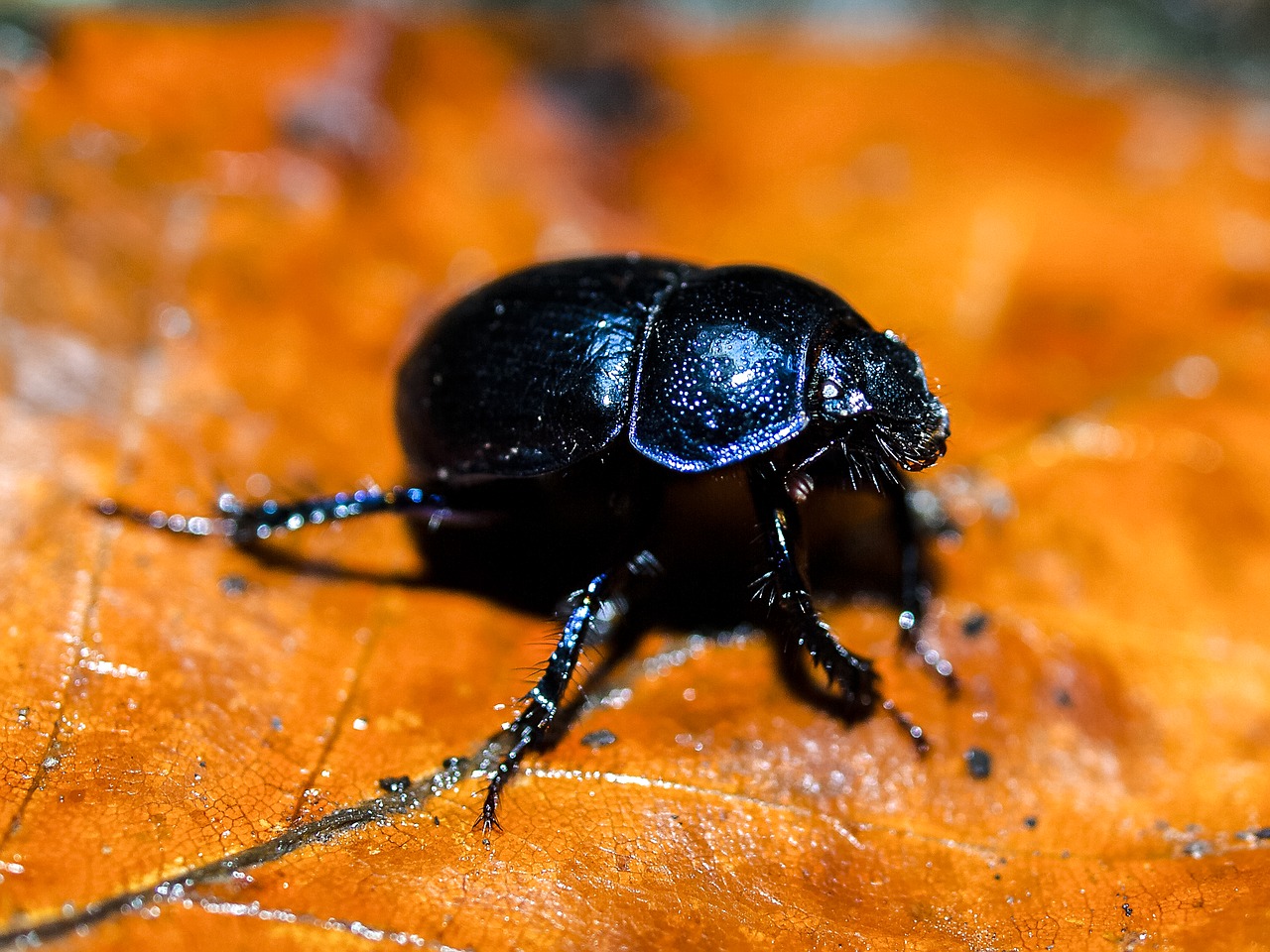 ground beetles beetle insect free photo