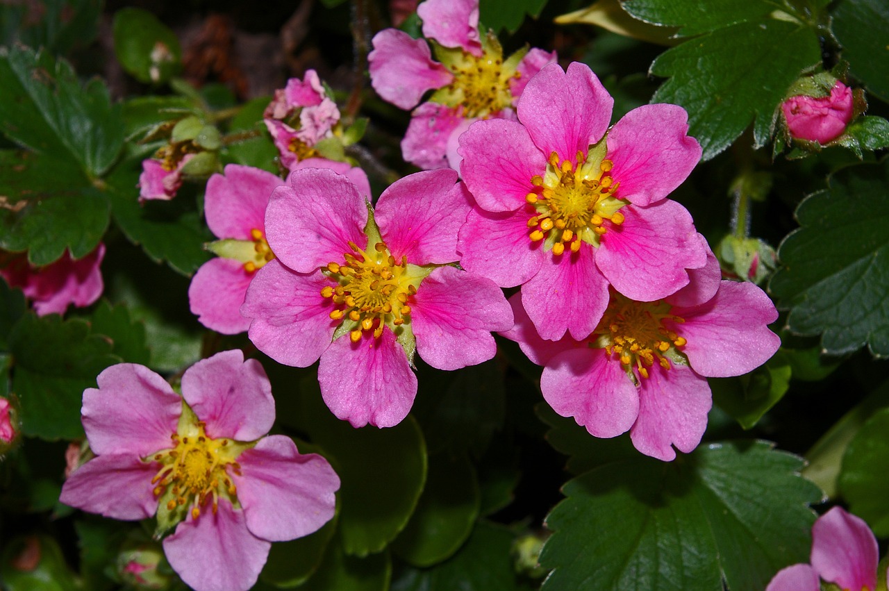 ground cover ornamental strawberry strawberry free photo