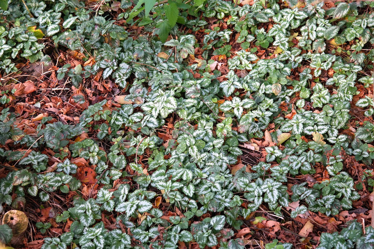 ground cover ordinary goldnessel leaves free photo