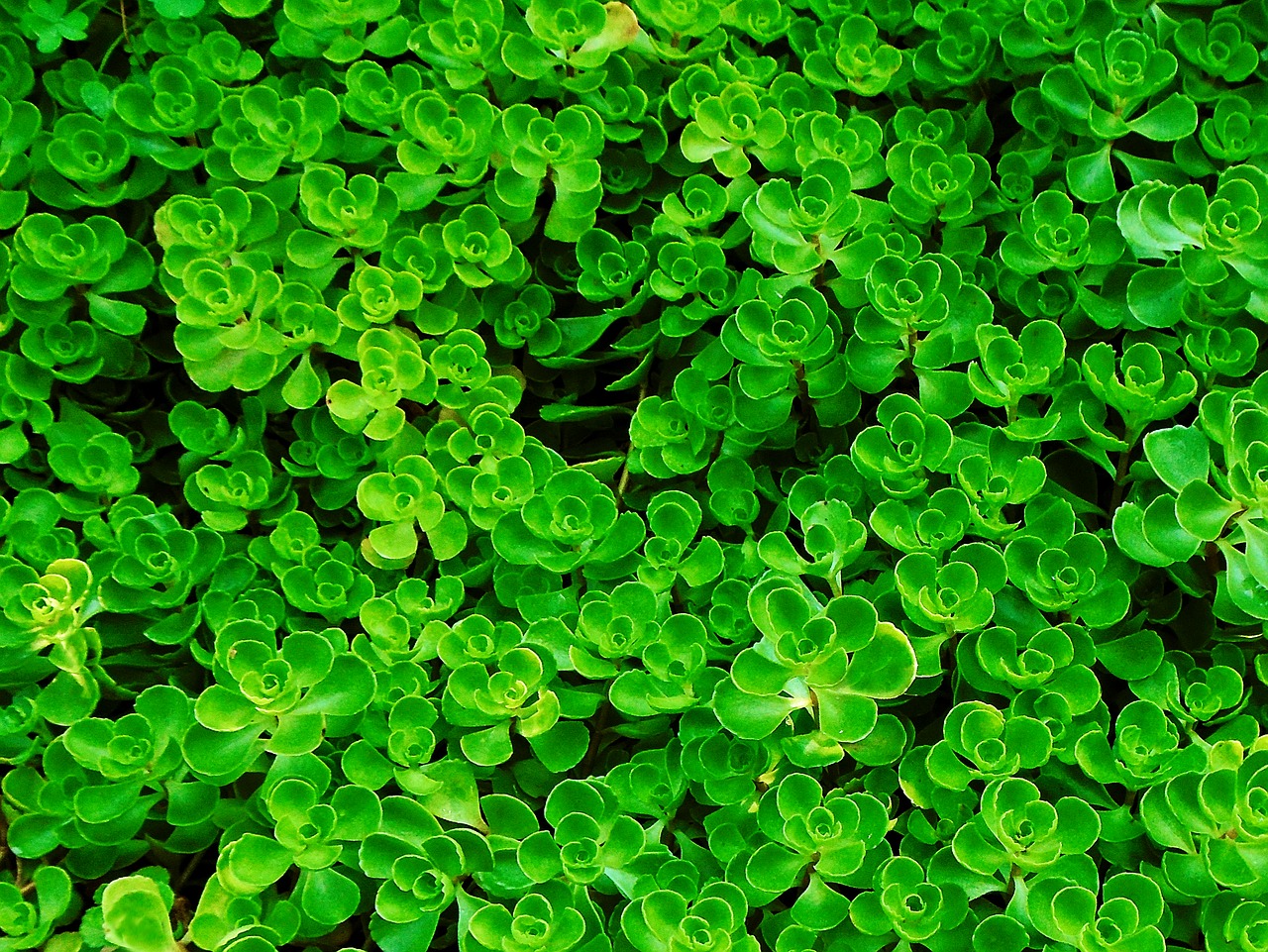 ground cover foliage green free photo