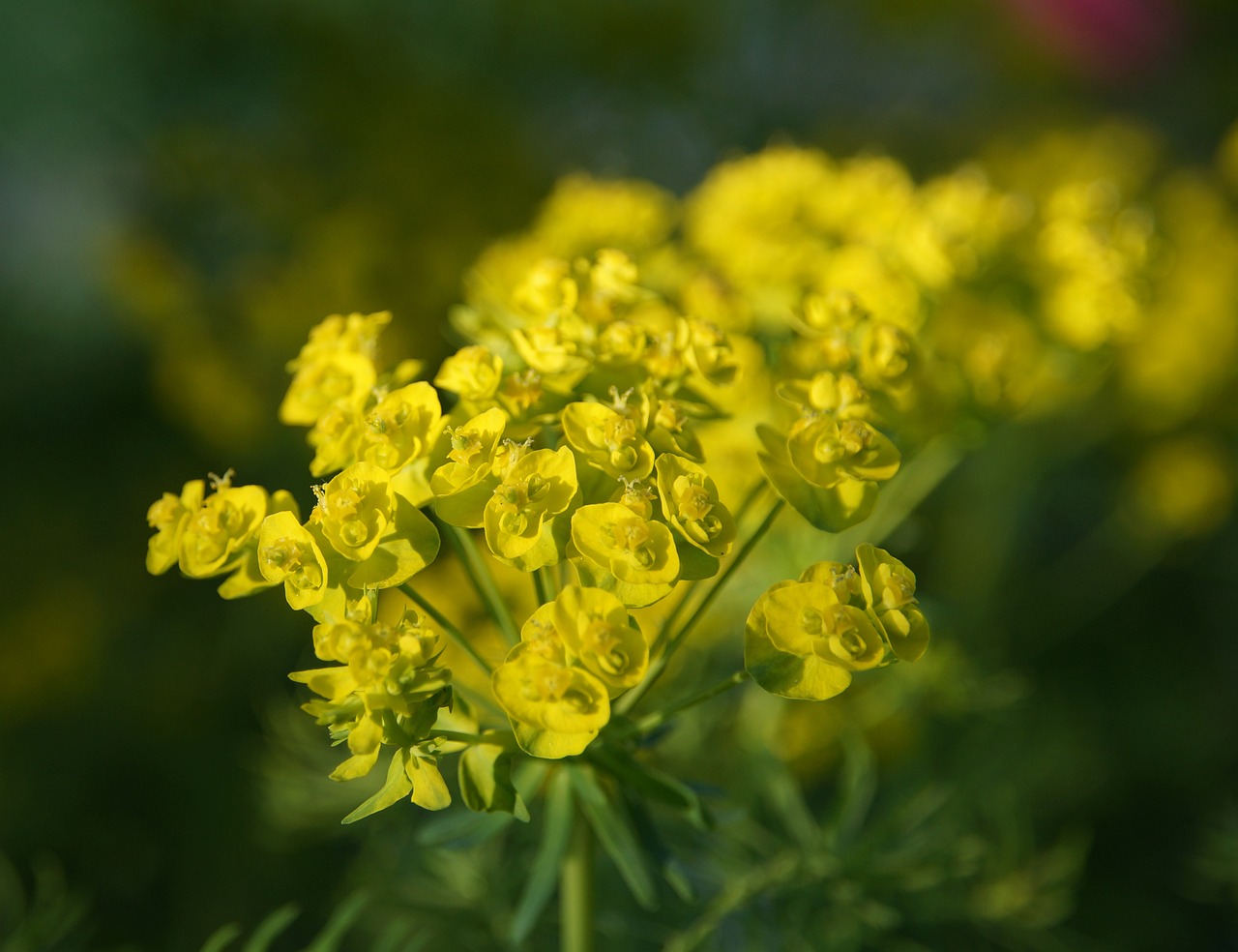 ground cover yellow flower plant free photo