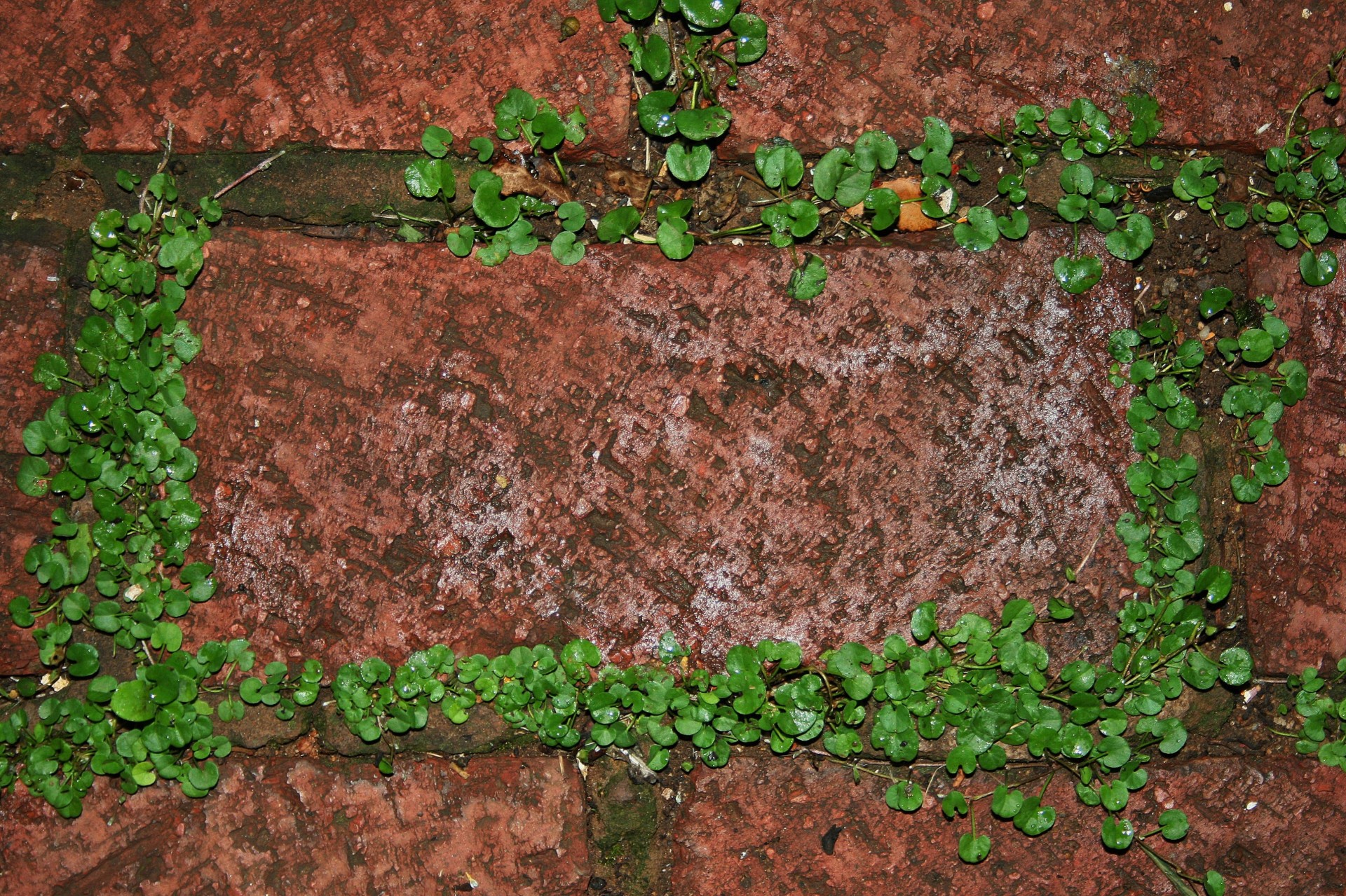 paving brick wonder lawn free photo