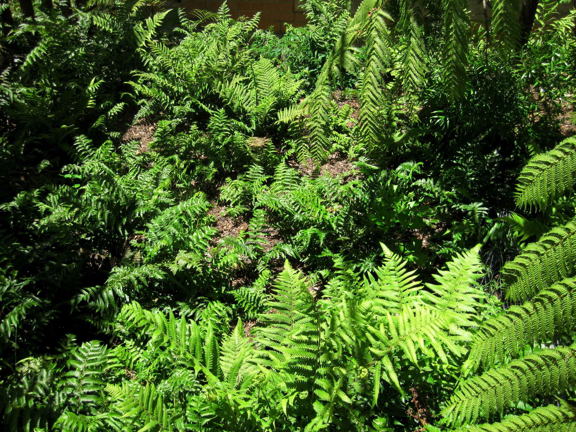 ferns ground cover curl free photo