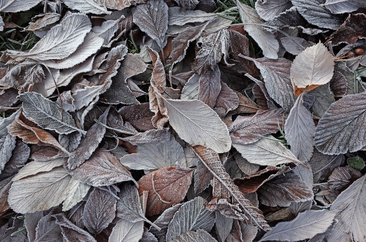 ground frost frost nature free photo