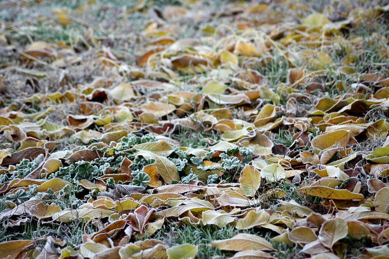 ground frost  cold  frost free photo