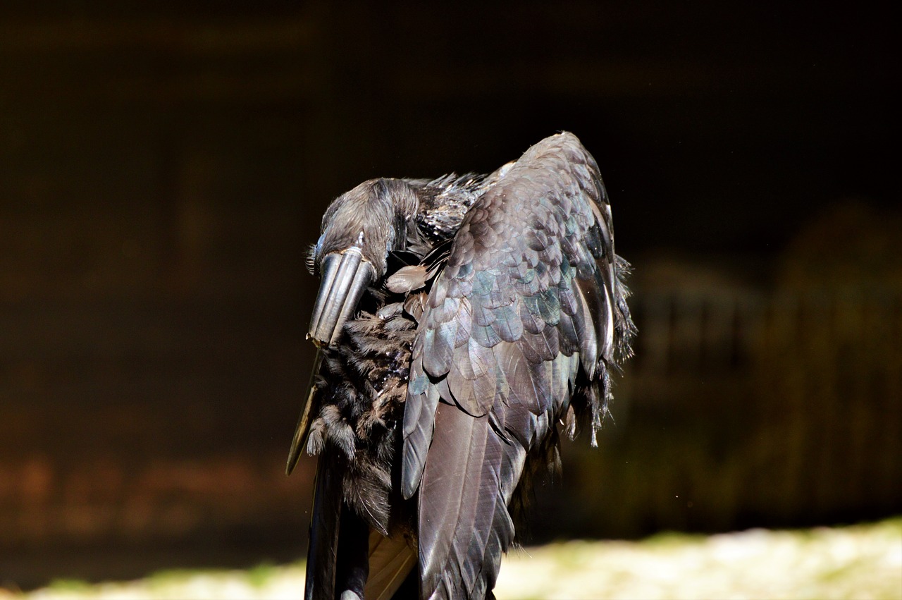 ground-hornbill raven hornbill free photo