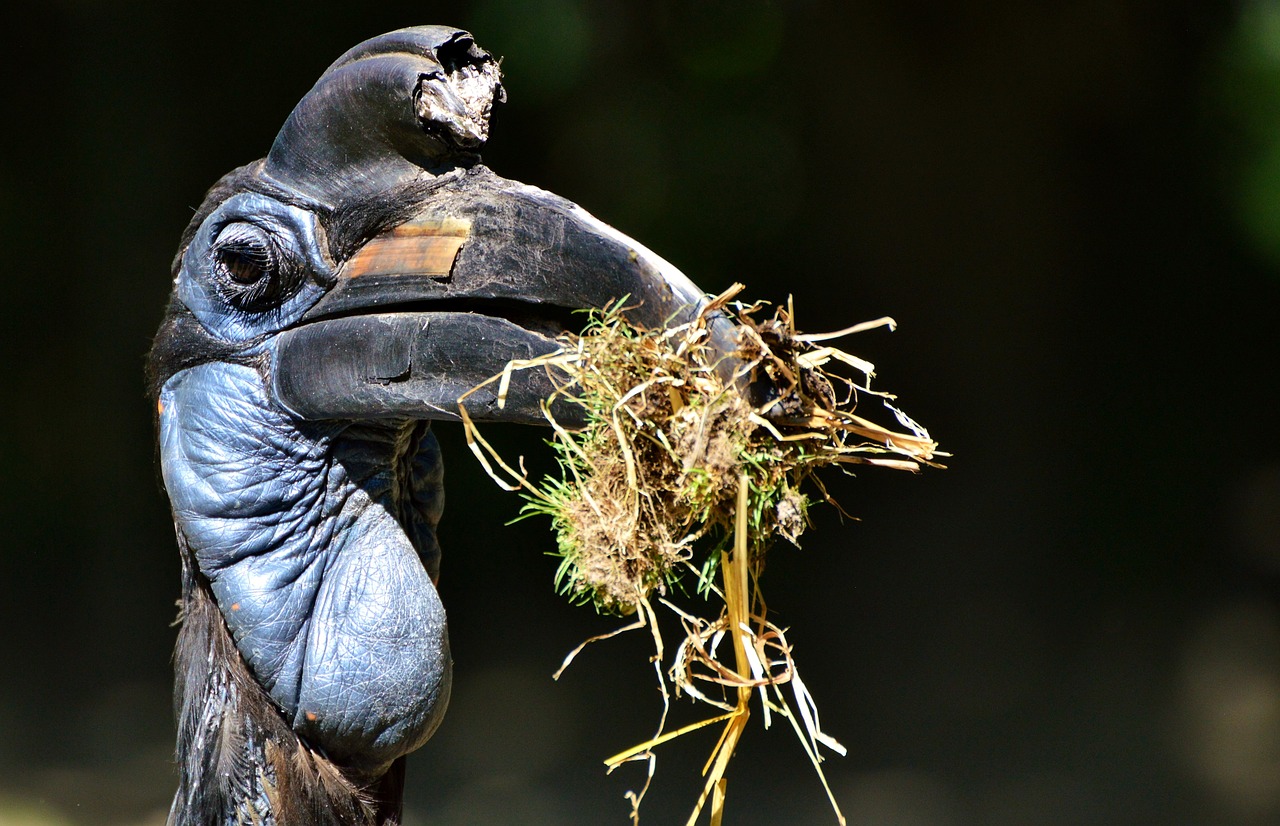 ground-hornbill raven hornbill free photo