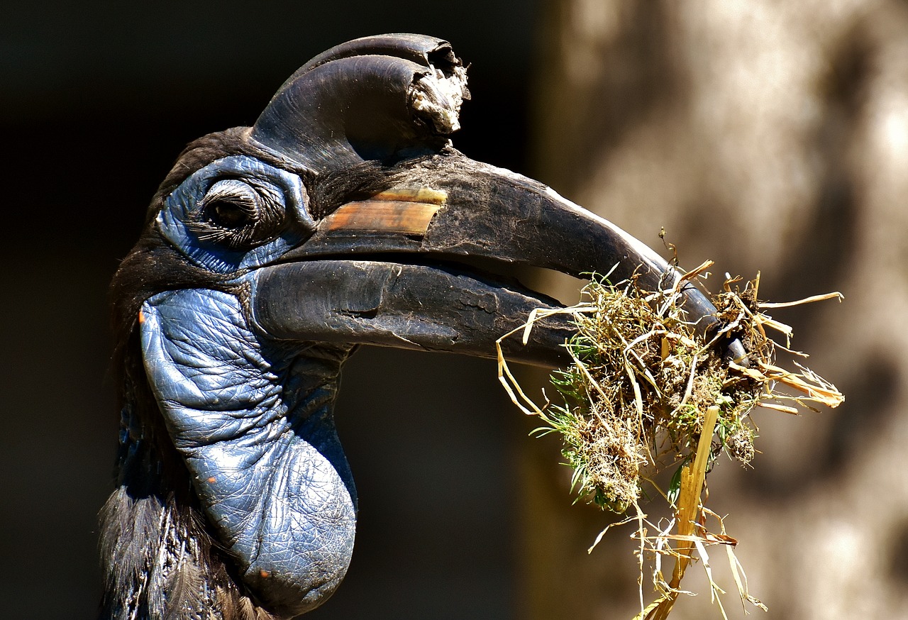 ground-hornbill bird feather free photo