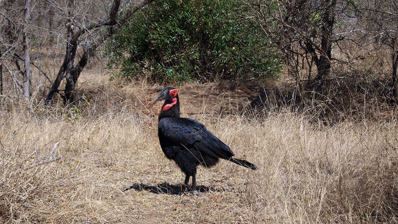 ground-hornbill  raven  bird free photo