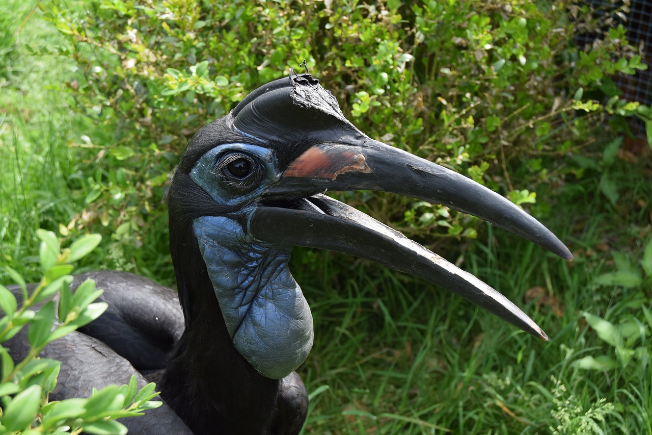 ground hornbill abyssinian bird dinosaur free photo