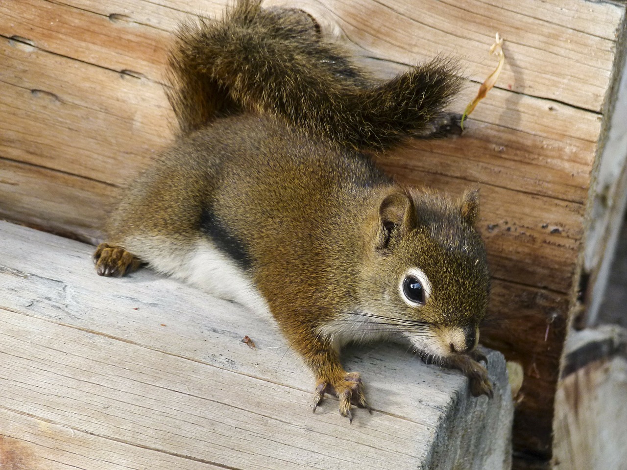 ground squirrel animal nature free photo