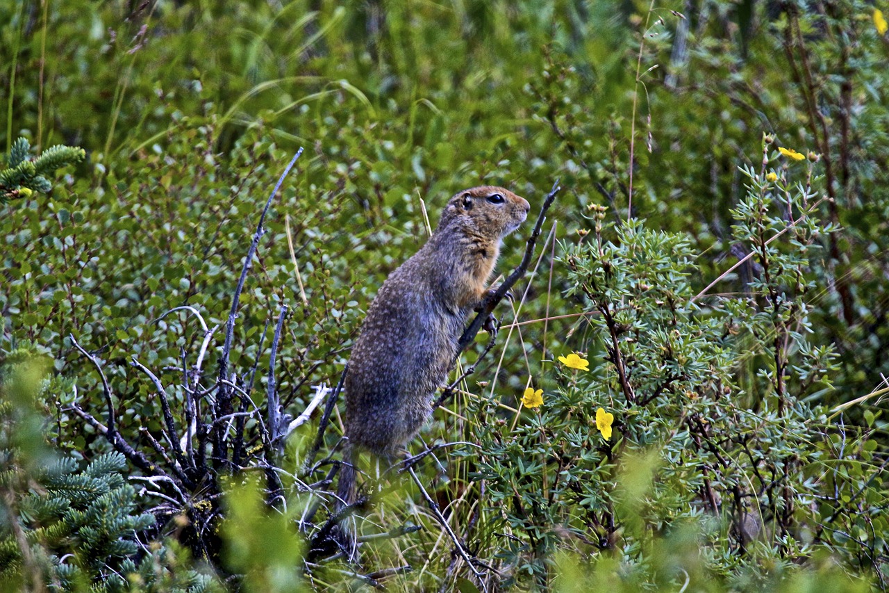 ground squirrel alaska wildlife free photo