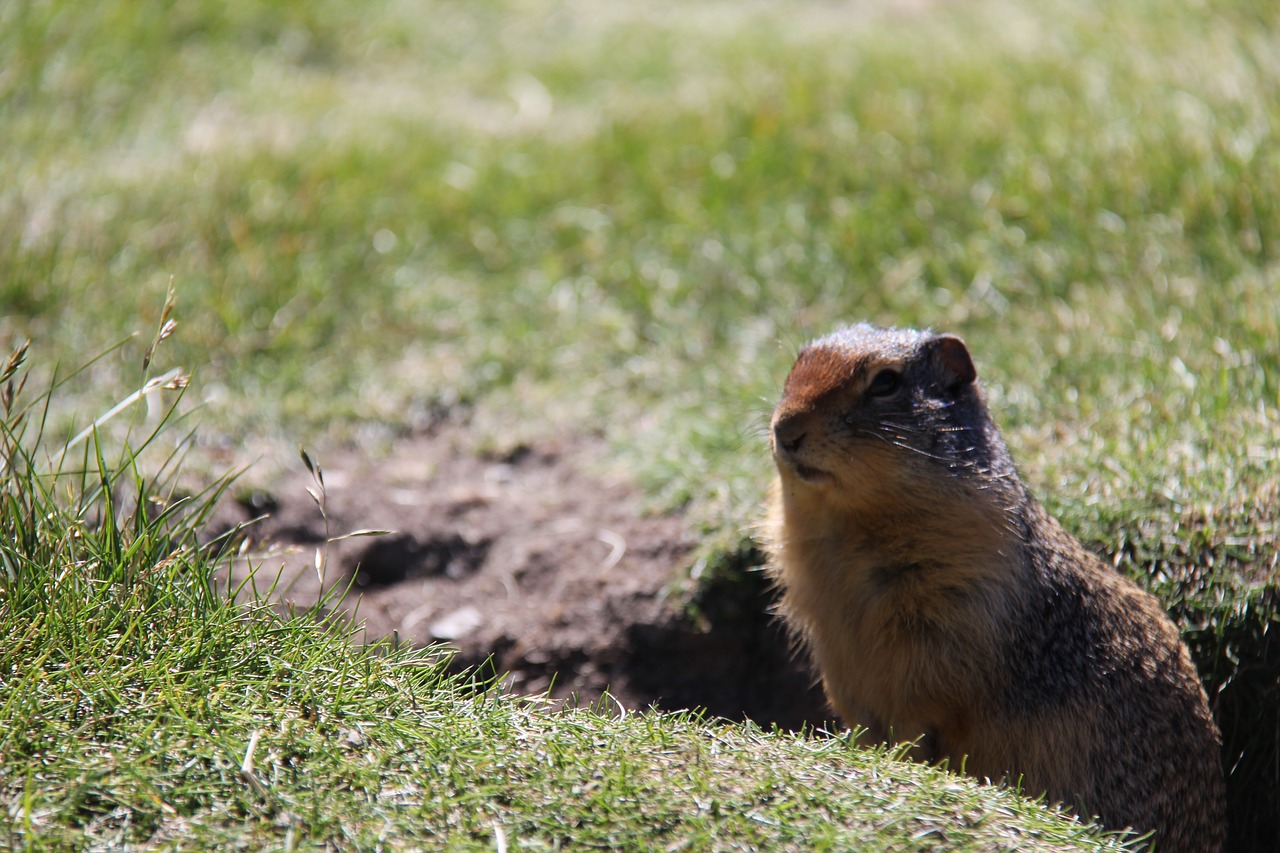 ground squirrel grass animal free photo