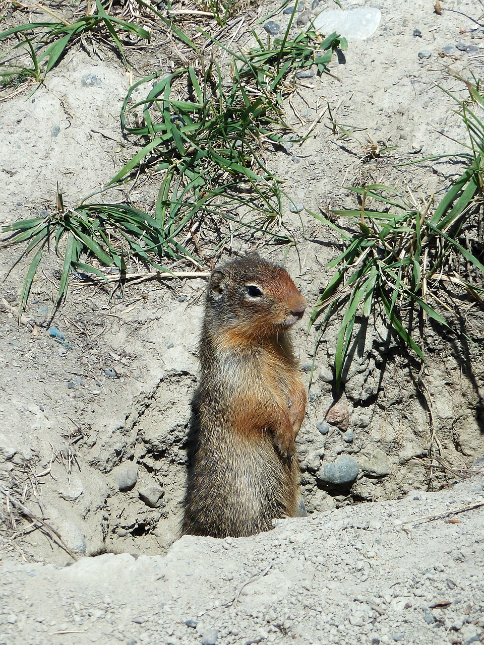 ground squirrel rodent mammal free photo
