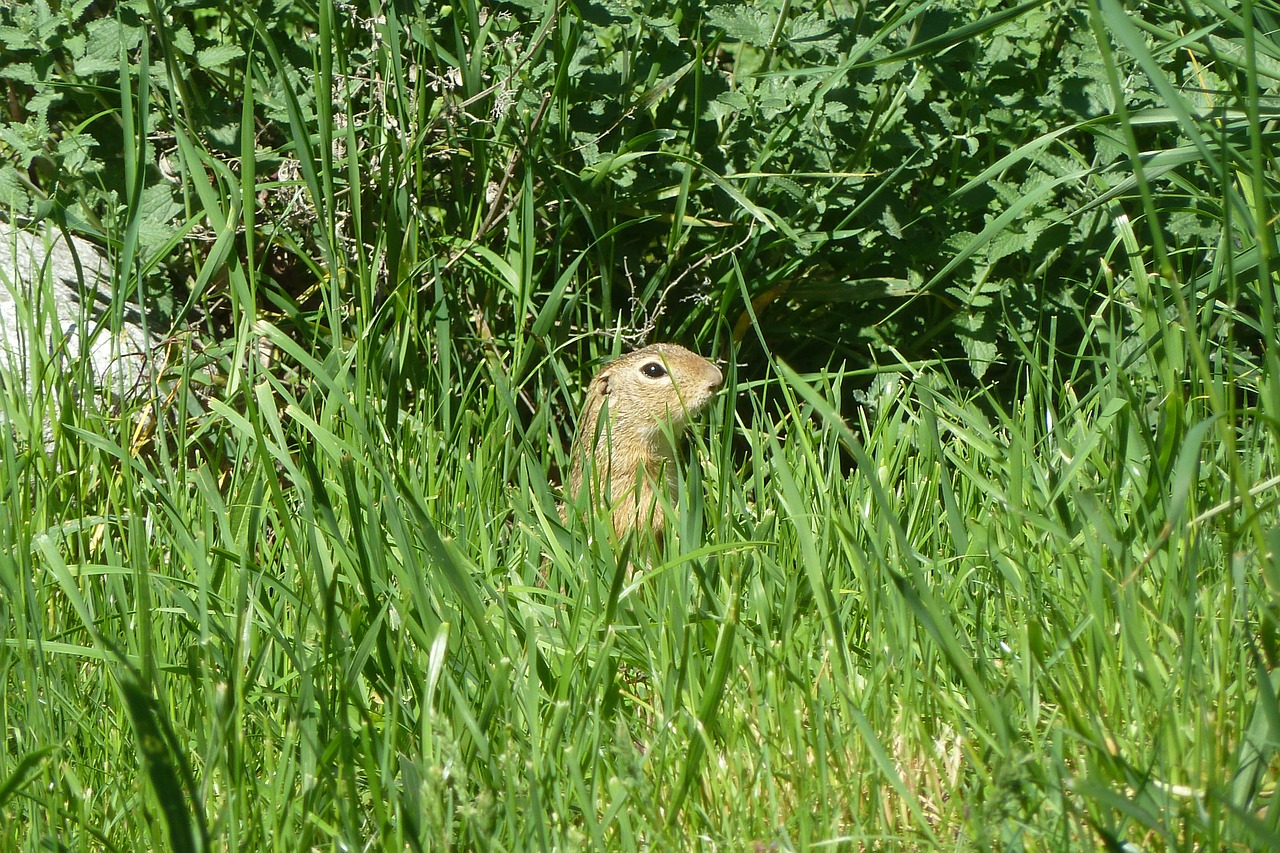 ground squirrel european ground squirrel spermophilus citellus free photo