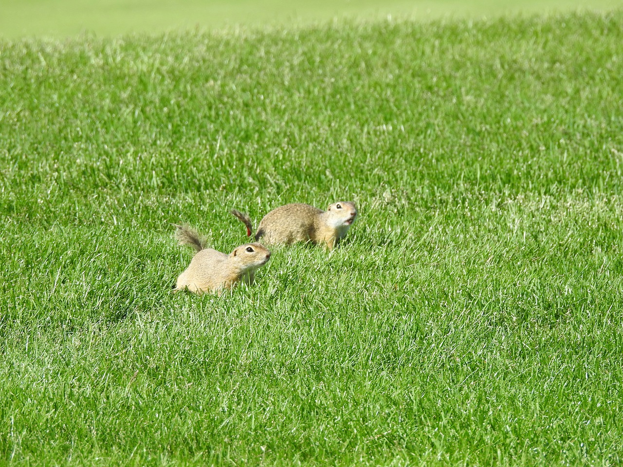 ground squirrel  meadow  nager free photo