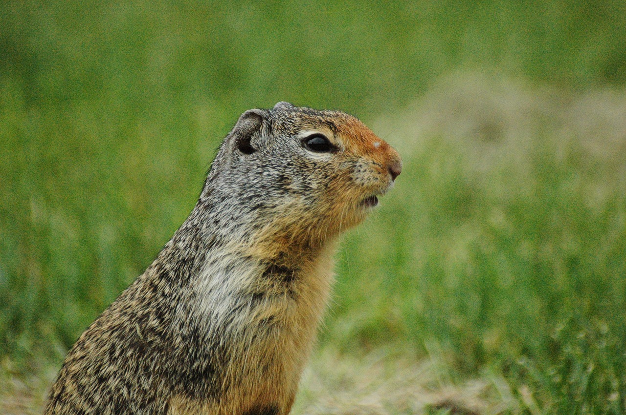 ground squirrel squirrel grass free photo