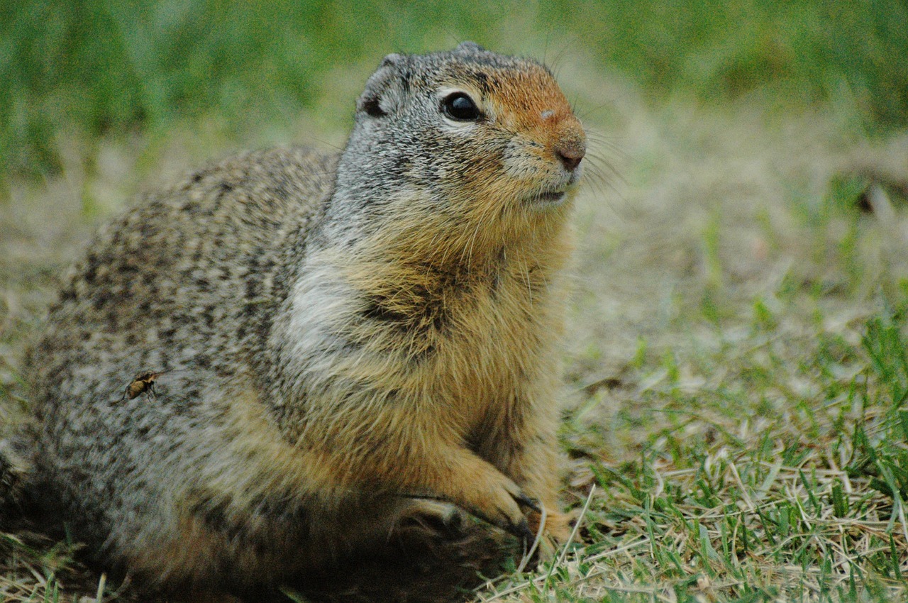 ground squirrel squirrel grass free photo