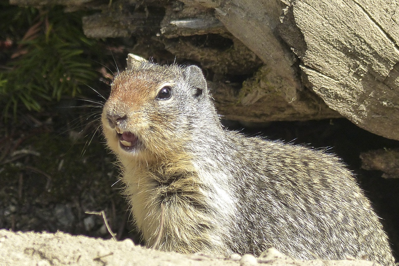 ground squirrel animal squirrel free photo