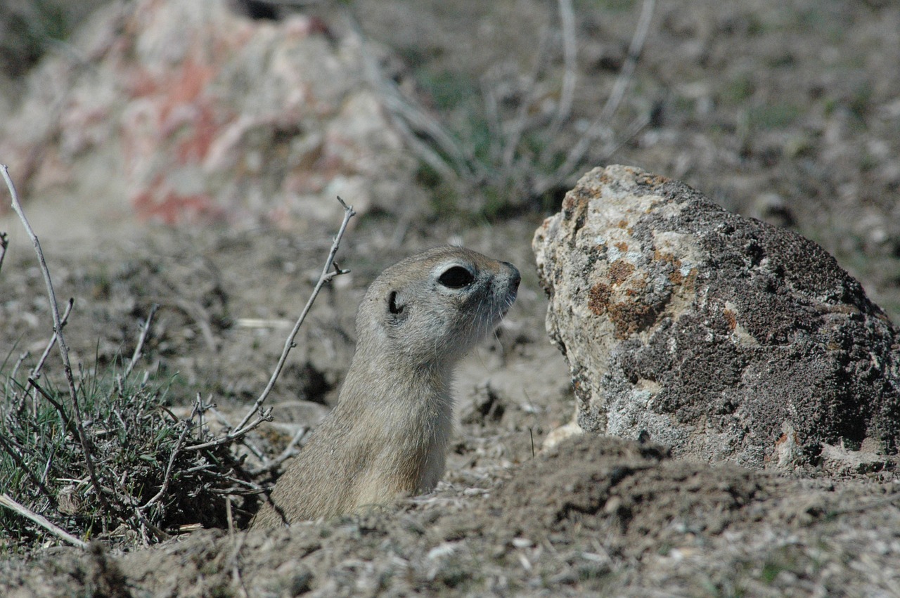 ground squirrel harmful rodent free photo