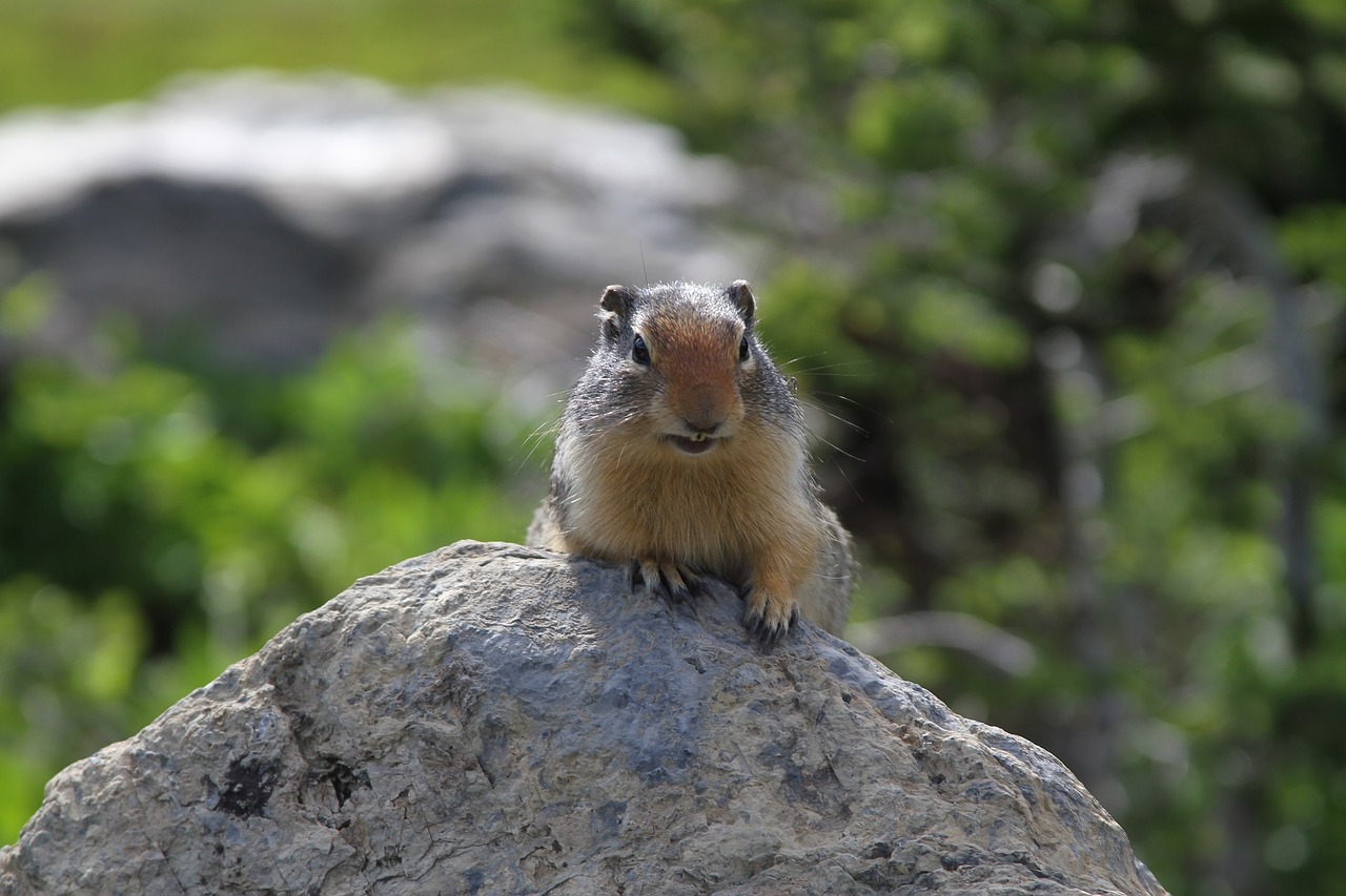 ground squirrel animal rock free photo