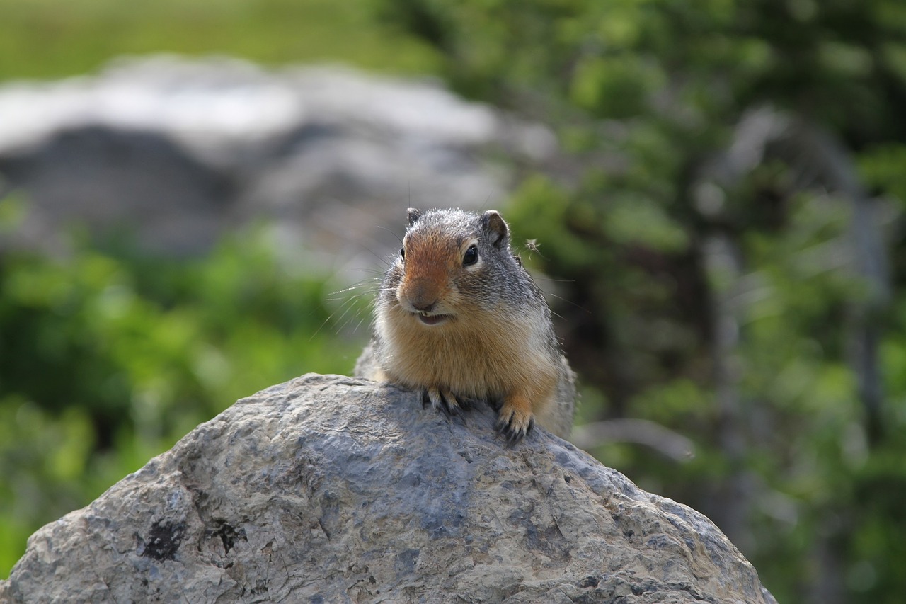 ground squirrel animal rock free photo