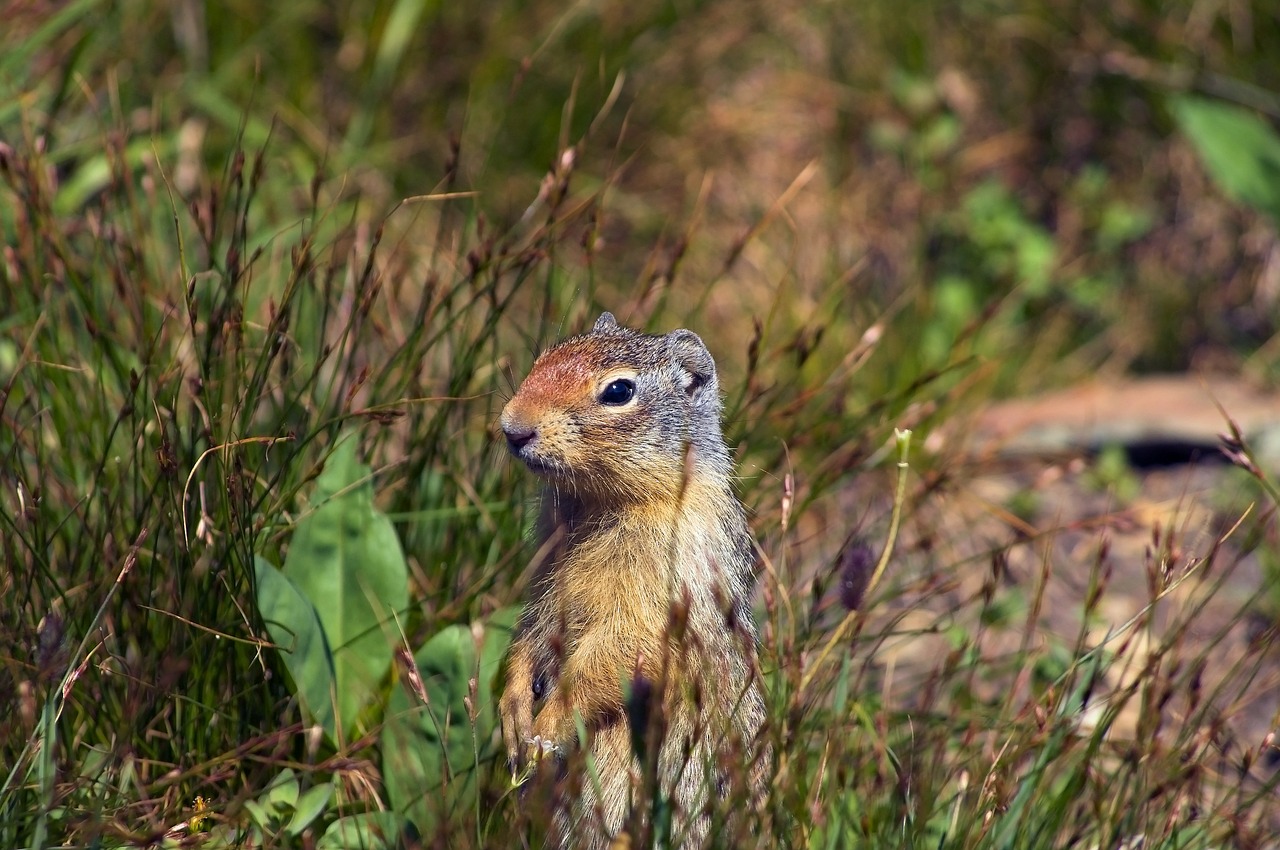 ground squirrel at attention  rodent  squirrel free photo