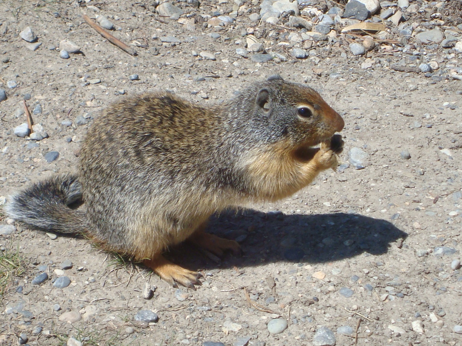 ground squirrel eating free photo