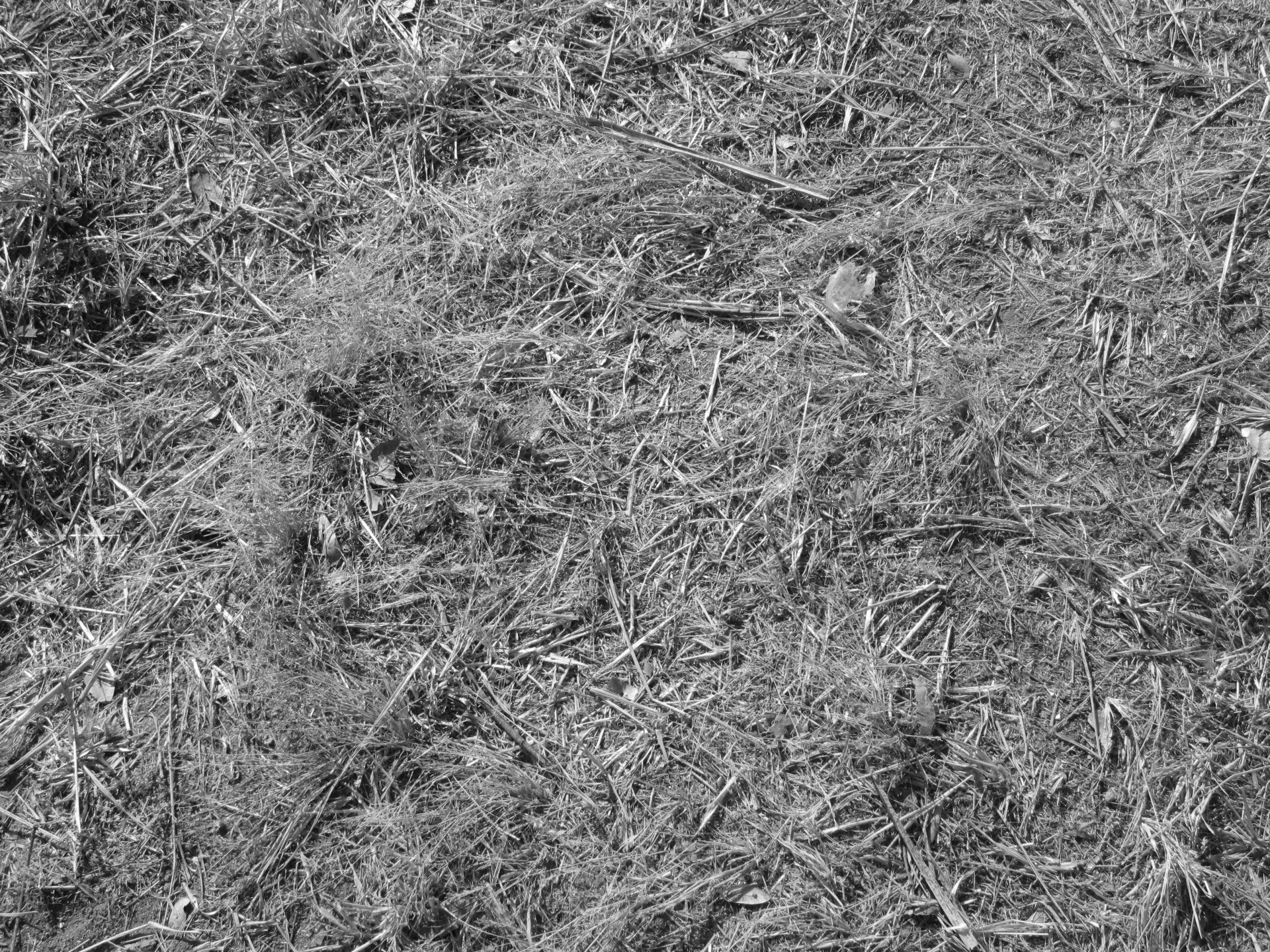 ground texture b&w free photo