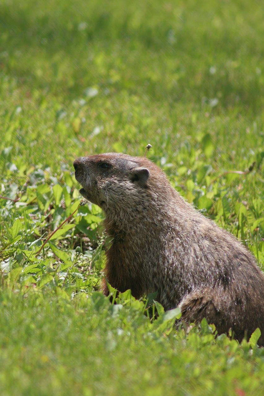 groundhog animal wildlife free photo