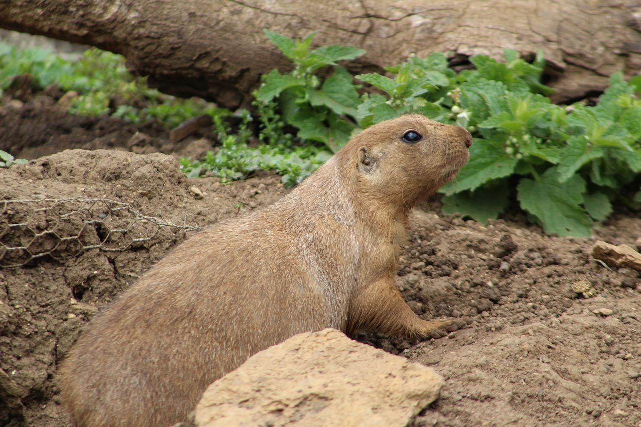 groundhog animal burrow free photo