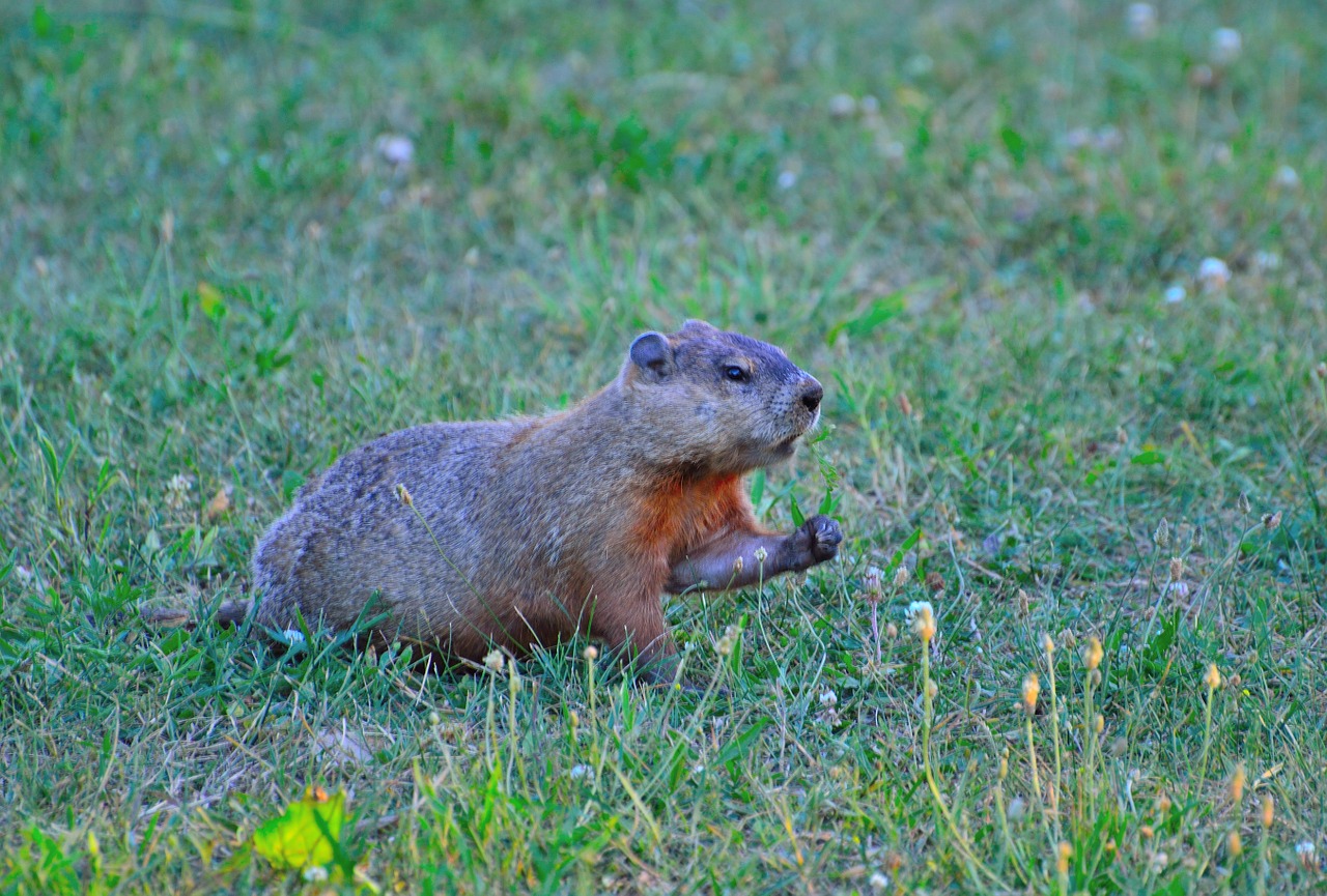groundhog rodent animal free photo