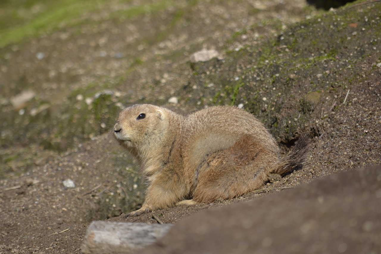 groundhog  prairiedog  zoo free photo