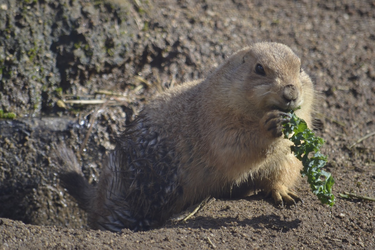 groundhog  prairiedog  zoo free photo