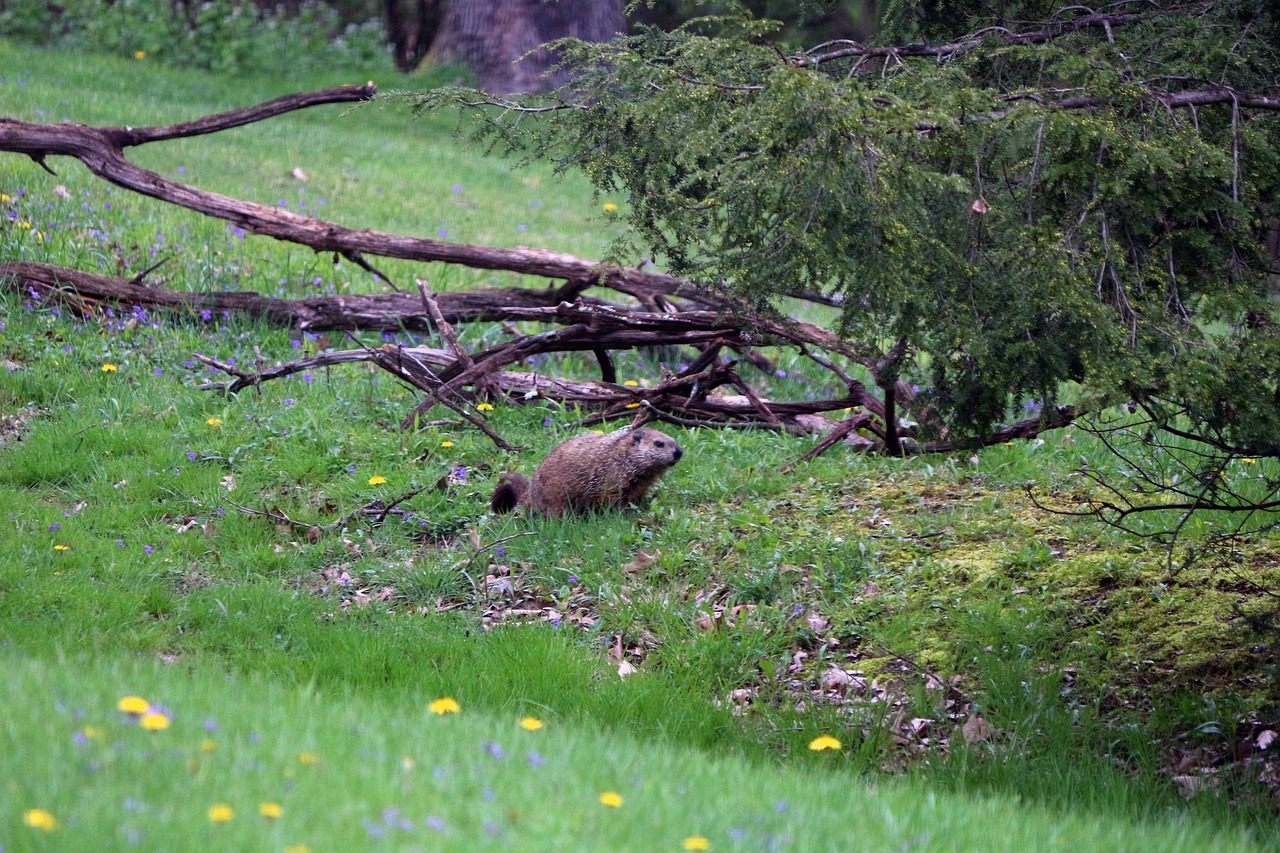 groundhog  nature  woods free photo