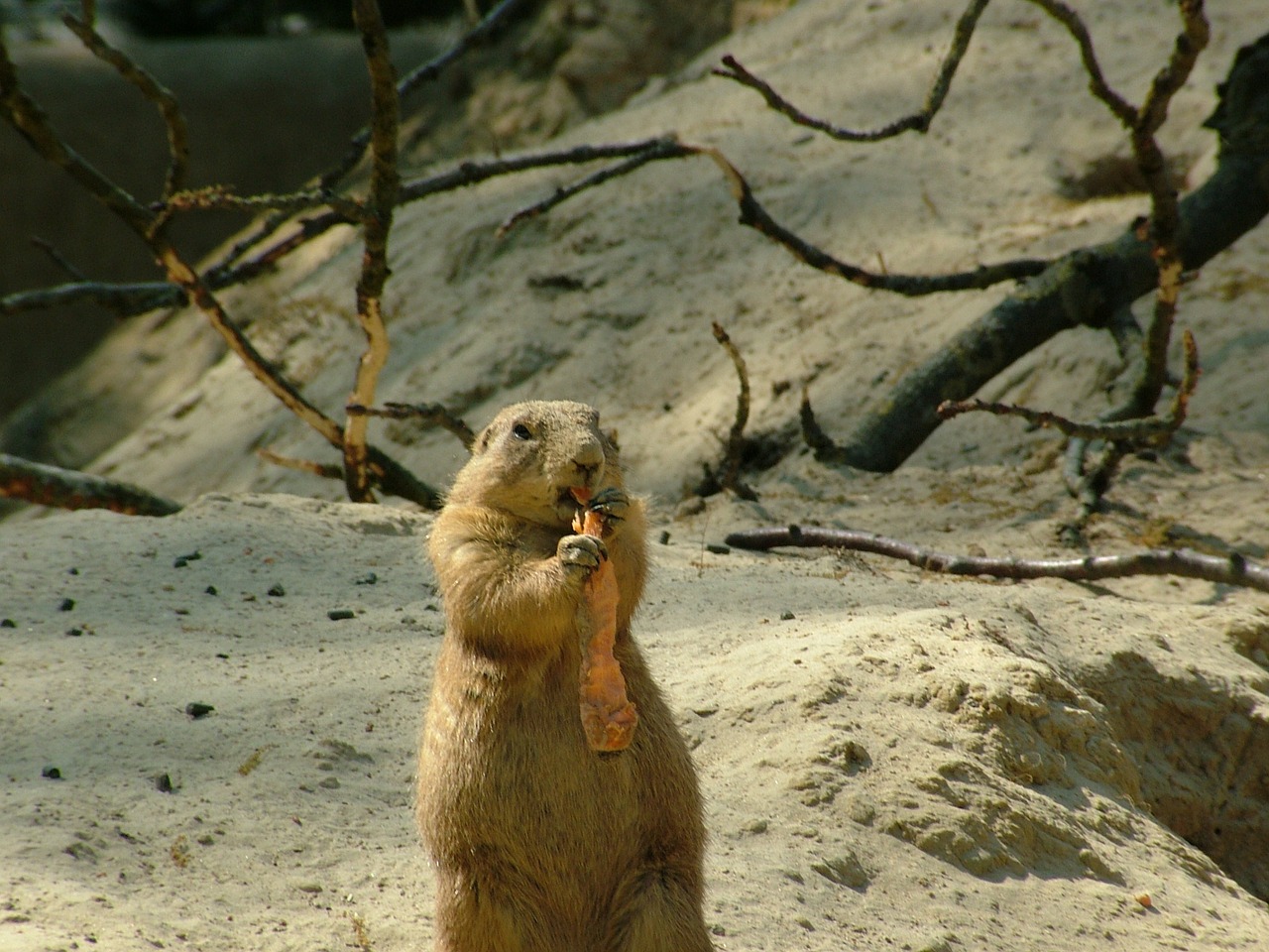 groundhog marmota monax root free photo